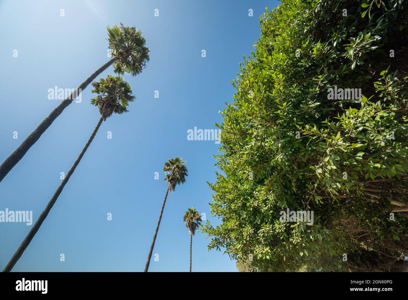 Low angle shot of a group of tall palm trees against a clear blue sky ...