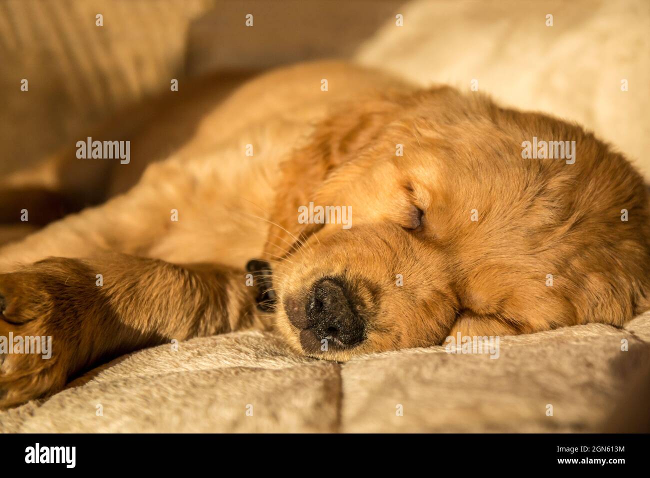 Sleeping eight week old Golden Retriever puppy 'Beau' in Issaquah, Washington, USA Stock Photo