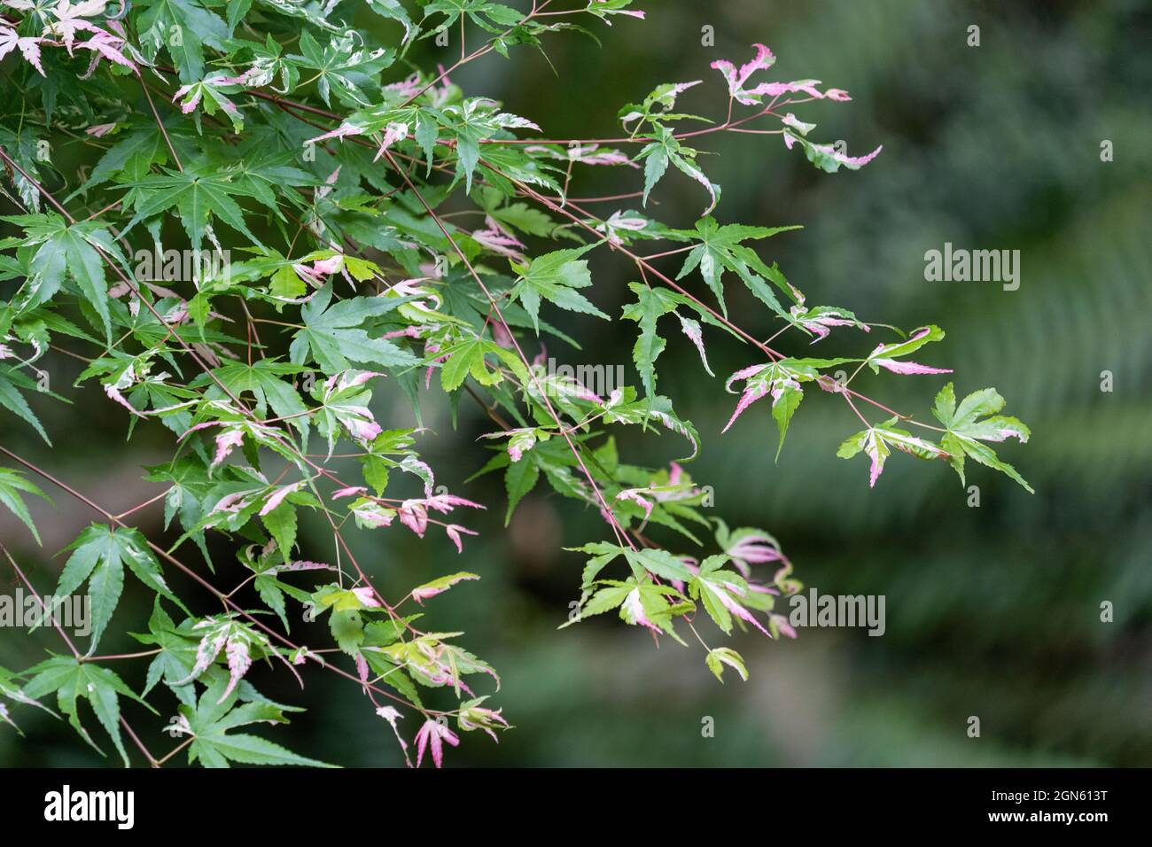 Issaquah, Washington, USA.  Japanese Maple branches in springtime Stock Photo
