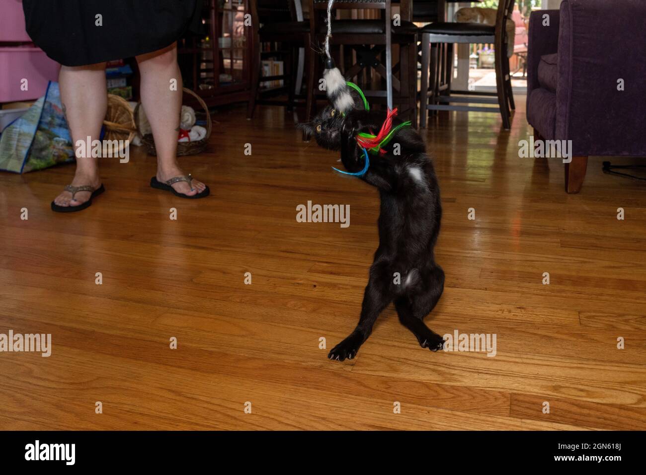 Two month old black kitten, Mr. Pickles, jumping up to play with a dangling toy on a string (MR) (PR) Stock Photo