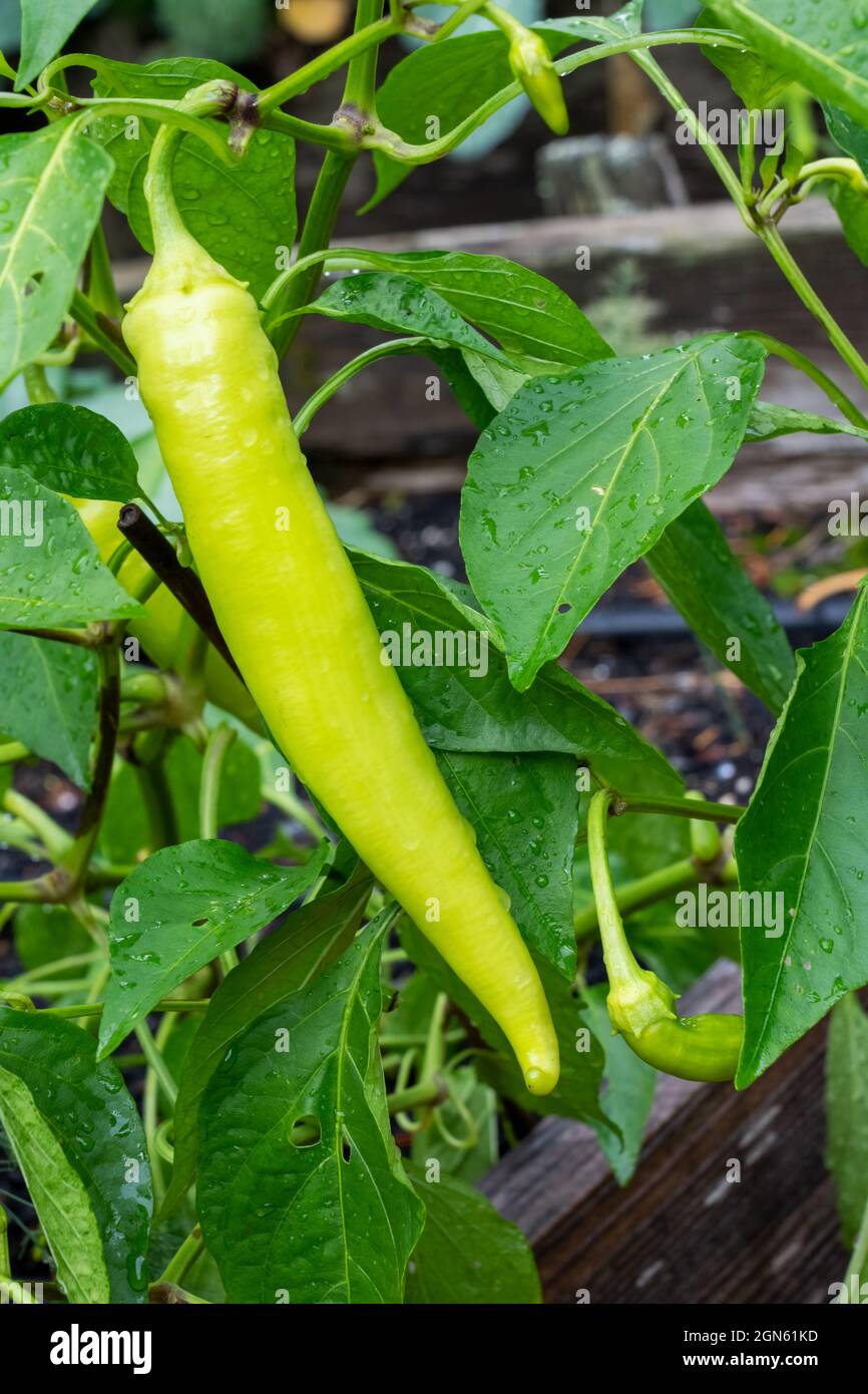 Issaquah, Washington, USA. The banana pepper (also known as the sweet banana pepper, yellow wax