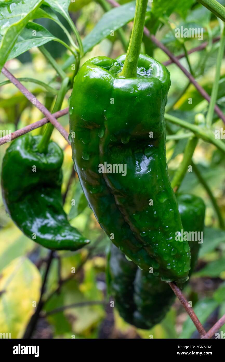 pepper-hot