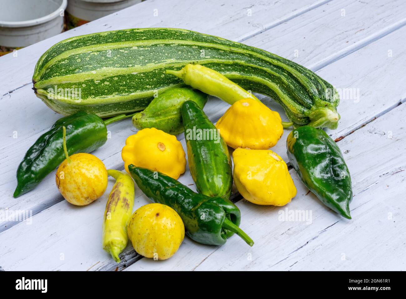 Issaquah, Washington, USA. Freshly harvested vegetables resting on a