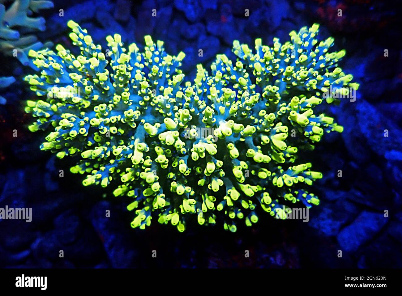 Acropora tenuis - colorful sps coral is famous in stock exchange worldwide Stock Photo