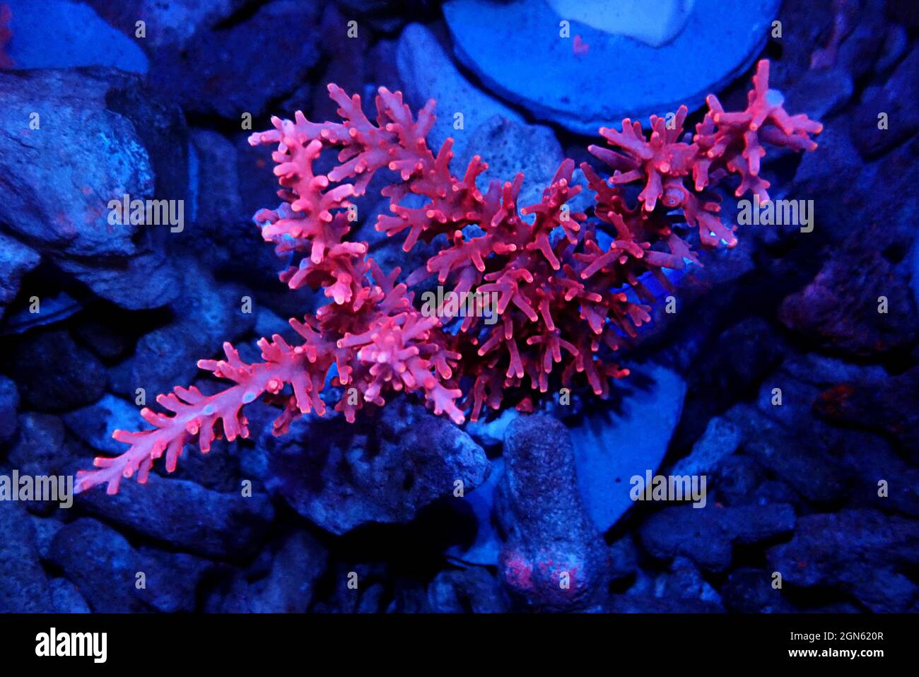 Red Dragon Acropora SPS coral - Acropora Echinata Stock Photo