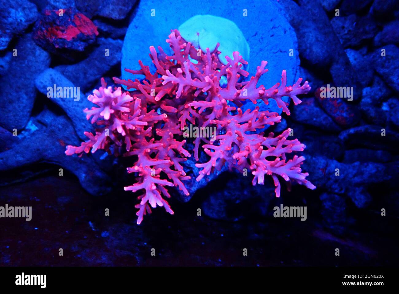 Red Dragon Acropora SPS coral - Acropora Echinata Stock Photo