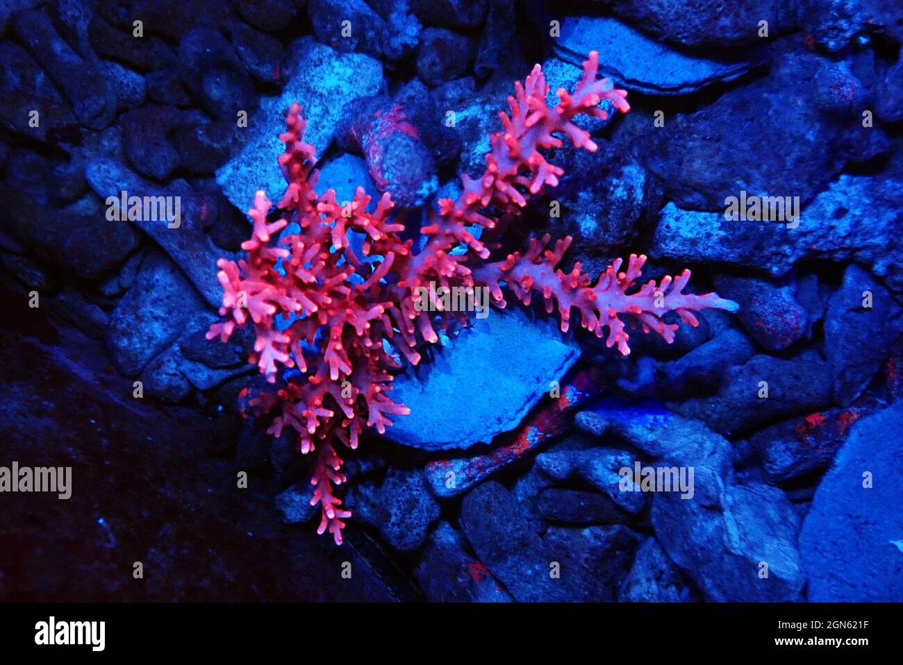 Red Dragon Acropora SPS coral - Acropora Echinata Stock Photo - Alamy