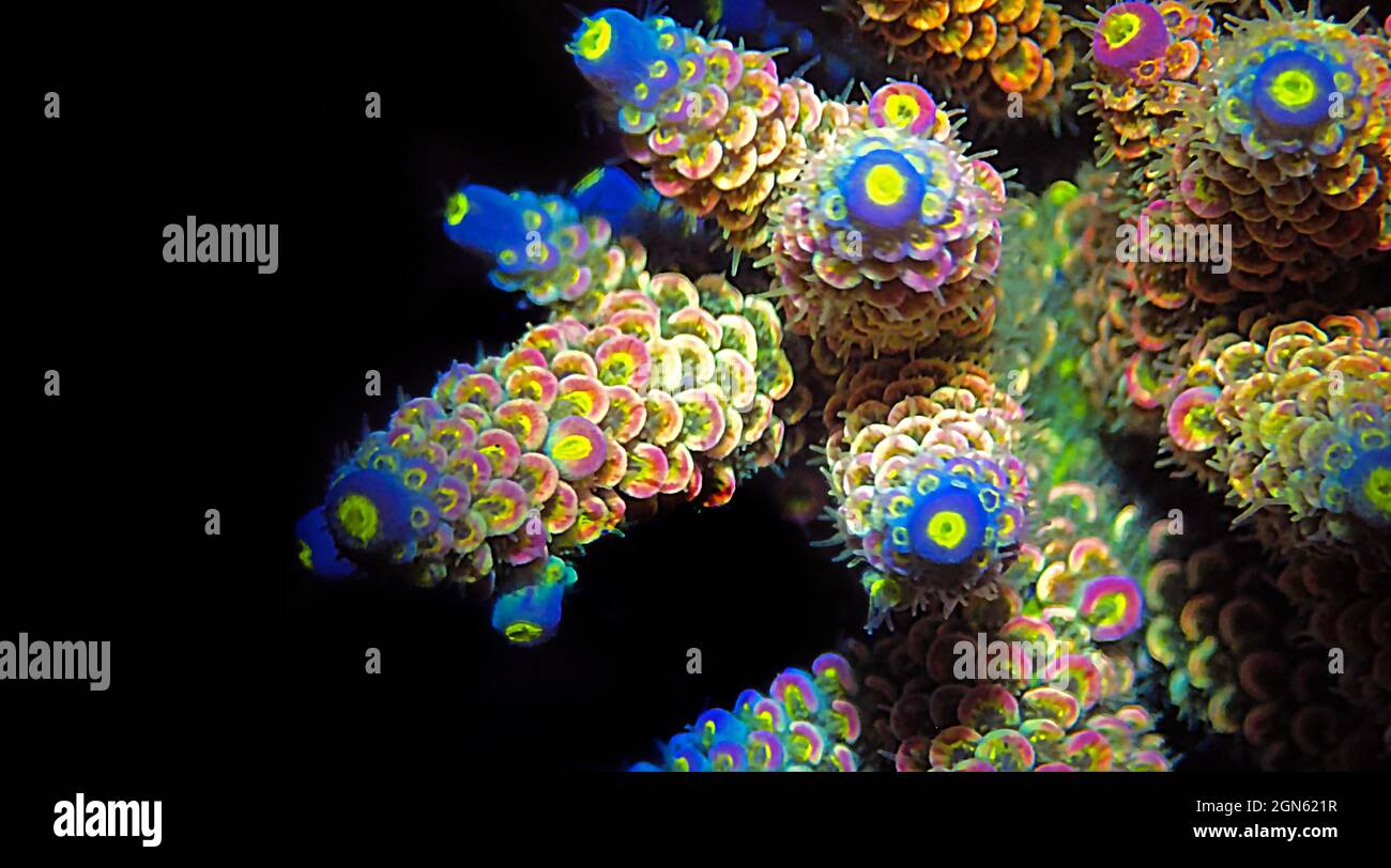 Acropora millepora colorful sps coral on black background Stock Photo