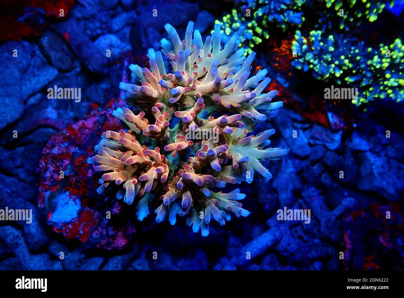 Acropora echinata is a species of Acroporidae short polyps stony corals Stock Photo