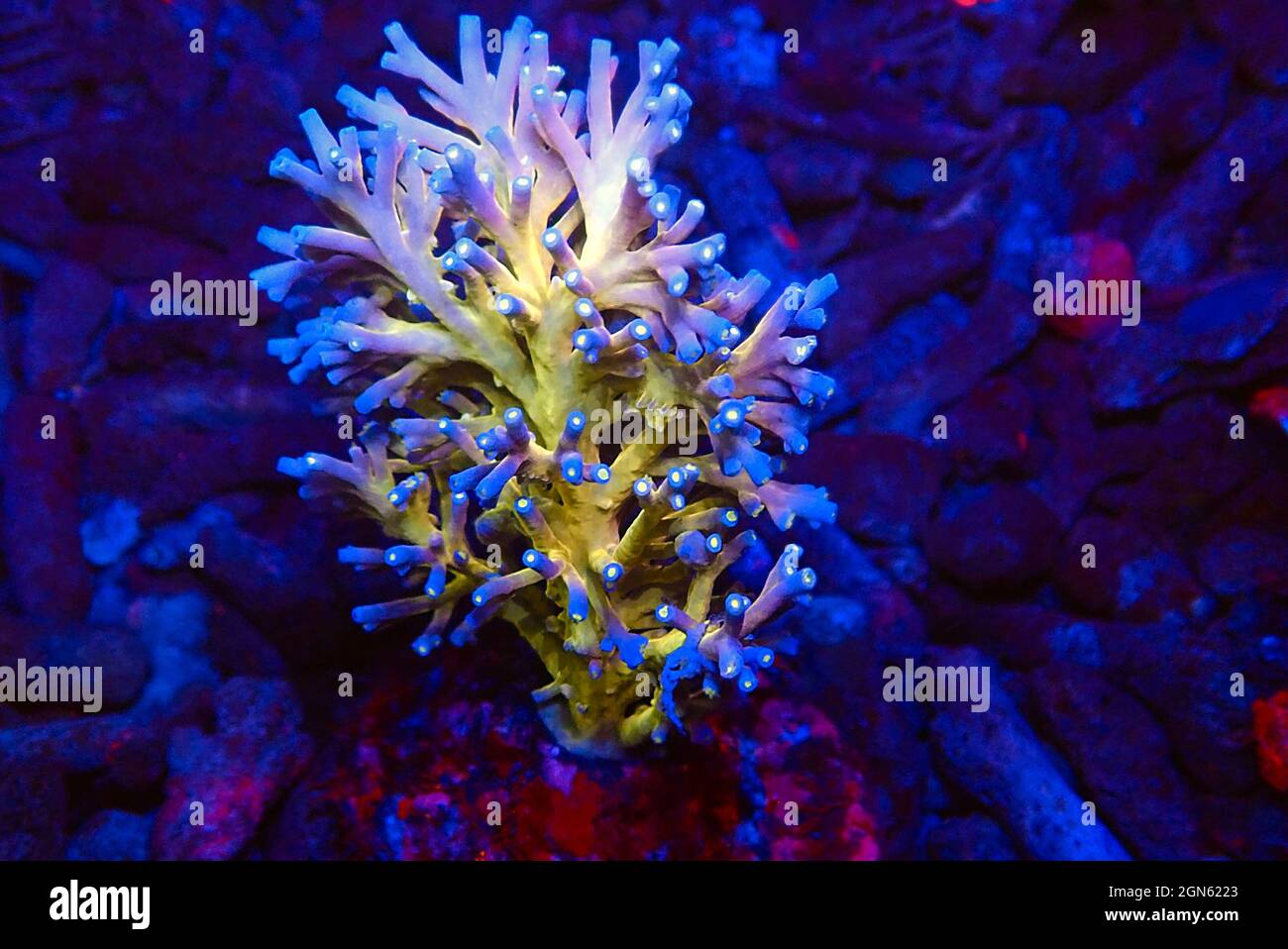 Acropora echinata is a species of Acroporidae short polyps stony corals Stock Photo
