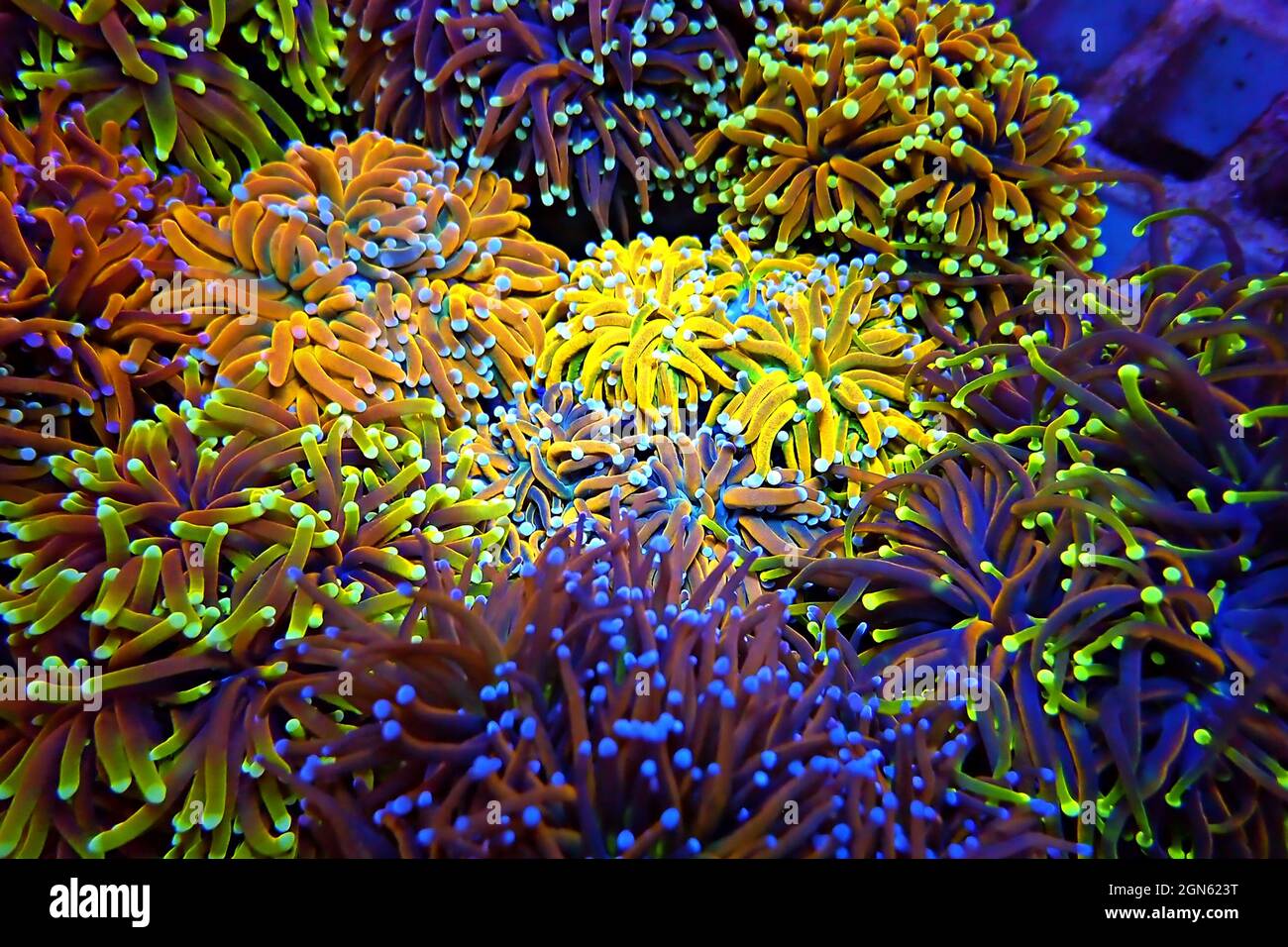 Golden Torch Coral Rare and Expensive - Euphyllia Glabrescens Stock Photo