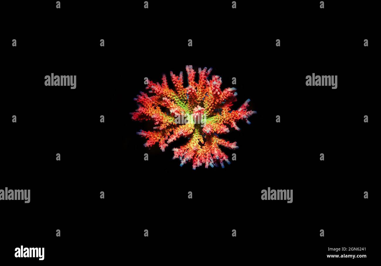 Acropora tenuis - colorful sps coral is famous in stock exchange worldwide Stock Photo