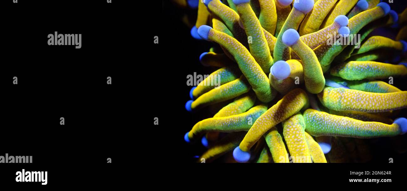 Golden Torch Coral Rare and Expensive - Euphyllia Glabrescens Stock Photo