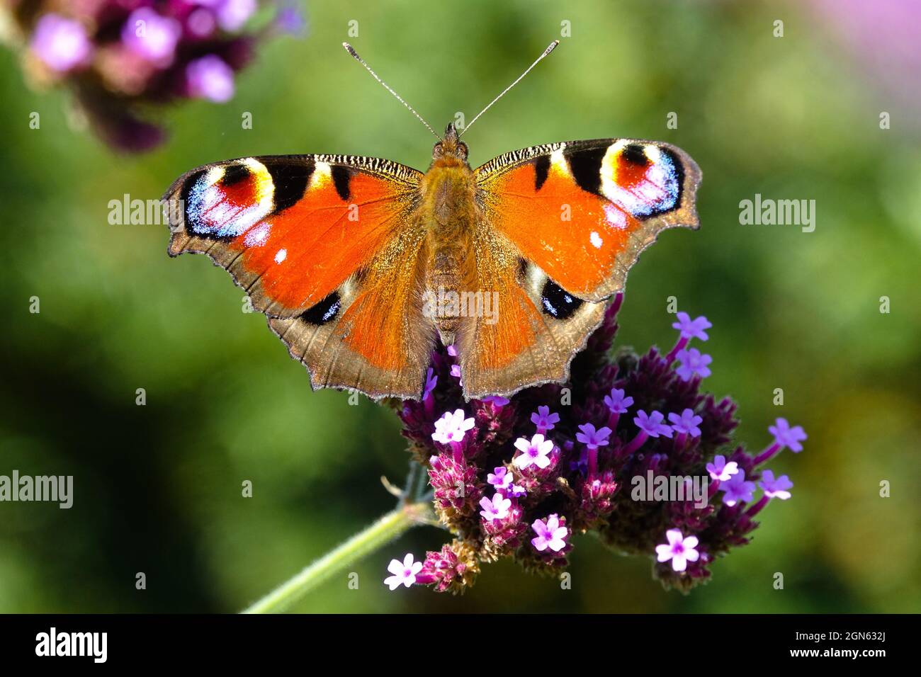 Aglais io basking European peacock butterfly on flower Stock Photo