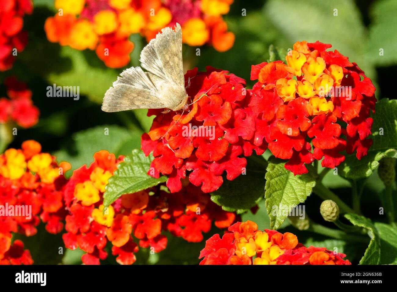 Moth on Lantana camara flower Spanish Flag bloom or West red Indian flag Stock Photo