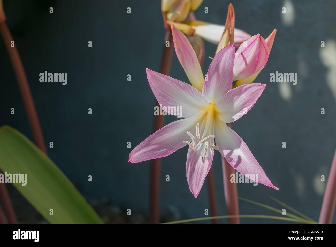 Jersey lily flower outdoors in September Amaryllis belladonna Stock Photo