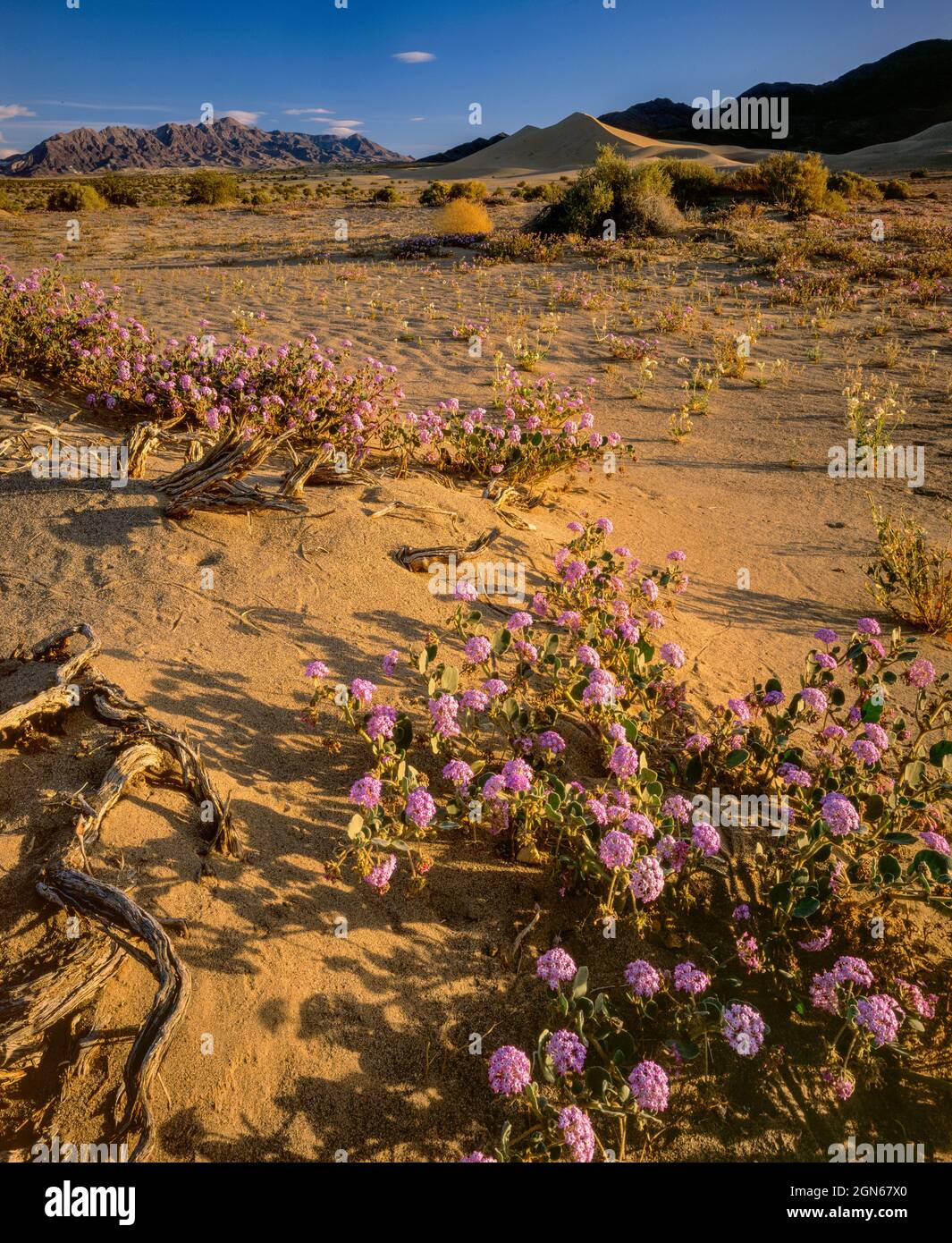 Verbena, Abronia villosa, Ibex Dunes, Death Valley National Park, Inyo County, California Stock Photo