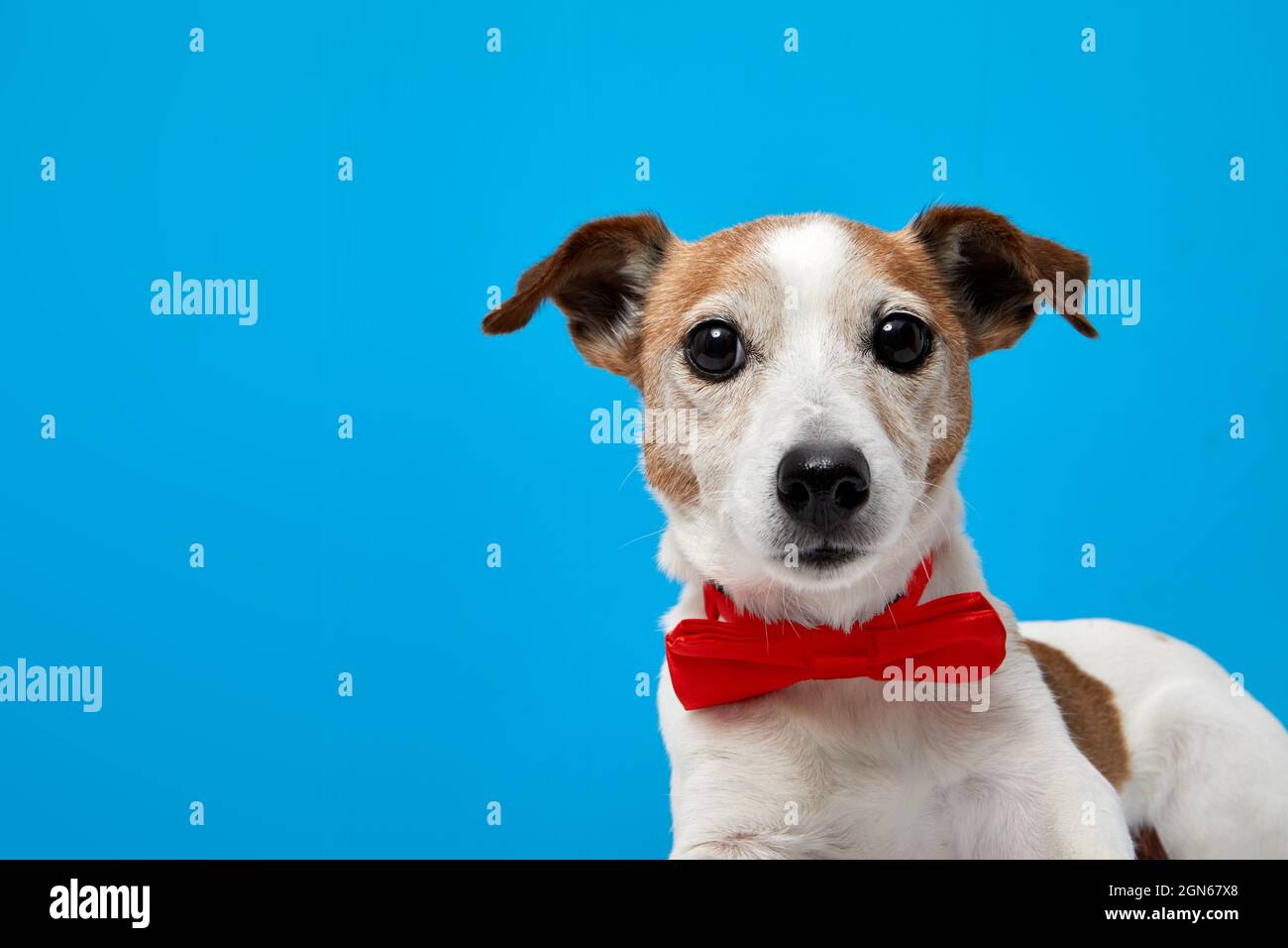 Adorable purebred Jack Russell Terrier puppy with bright red bow tie collar looking at camera against blue background with blank space Stock Photo