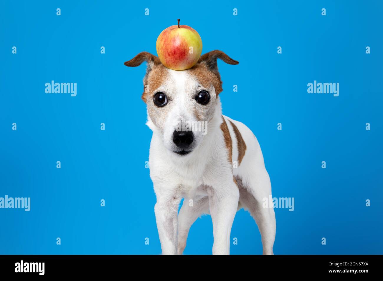 Cute funny Jack Russell Terrier dog with whole fresh yellow apple on head looking at camera against blue background Stock Photo