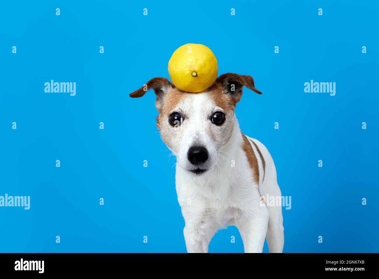 Cute funny Jack Russell Terrier dog with whole fresh yellow lemon on head looking at camera against blue background Stock Photo