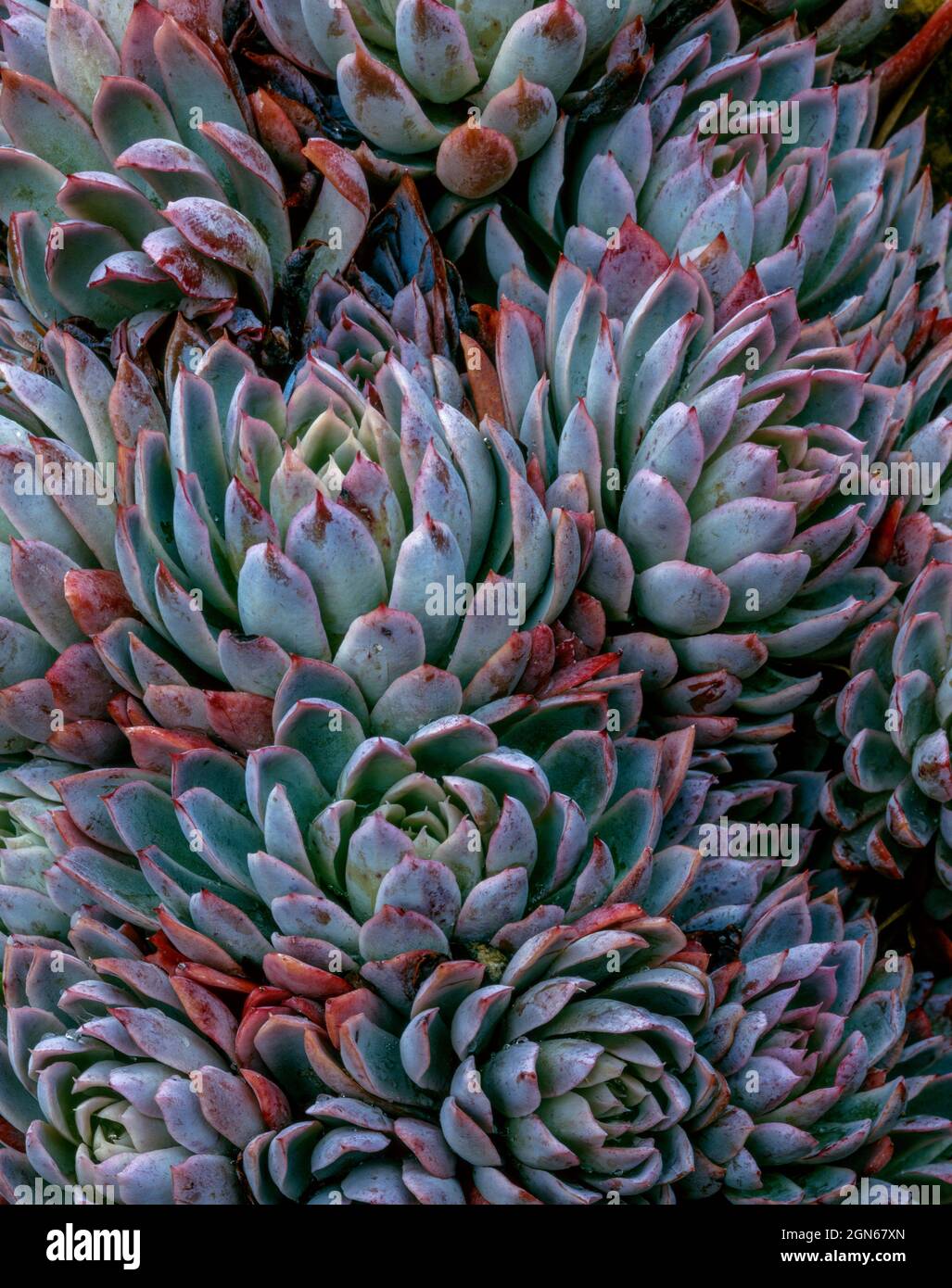Echevarria, Sedum spathulifolium, Fern Canyon Garden, Mill Valley, California Stock Photo