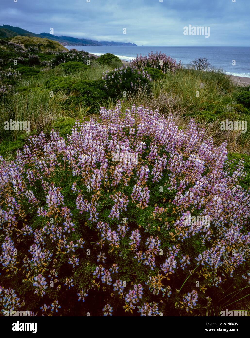 Blue Lupin, Lupinus angustifolius, Limantour Beach, Burton Wilderness, Marin County, California Stock Photo