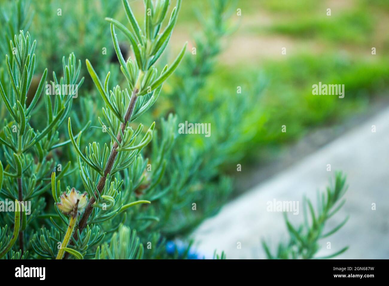 Green plant with leaves and high depth of field Stock Photo