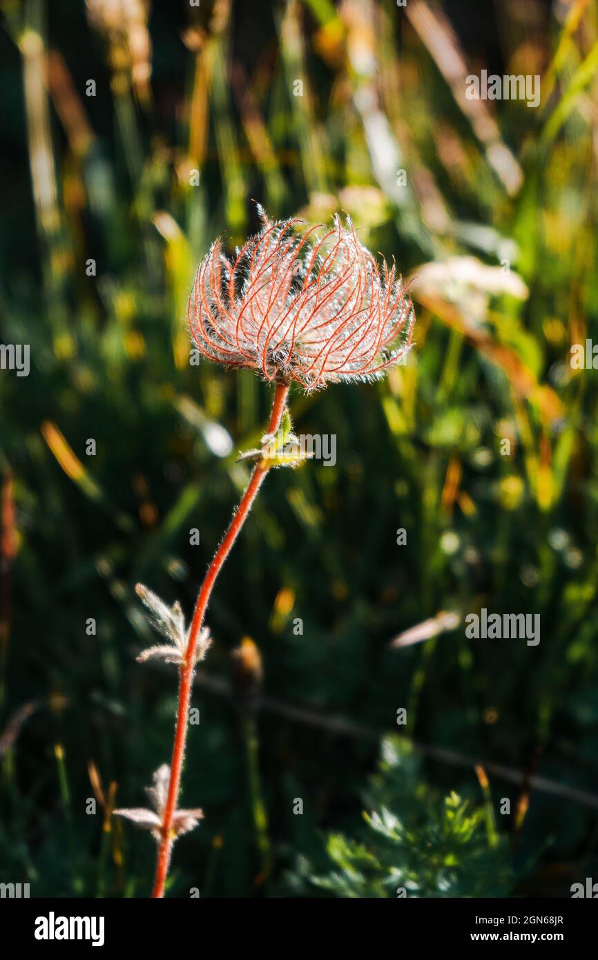 Selective focus of the blossomed fluffy Prairie smoke plant in the wil Stock Photo