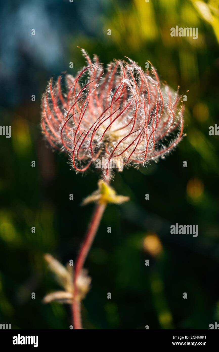 Selective focus of the blossomed fluffy Prairie smoke plant in the wild Stock Photo