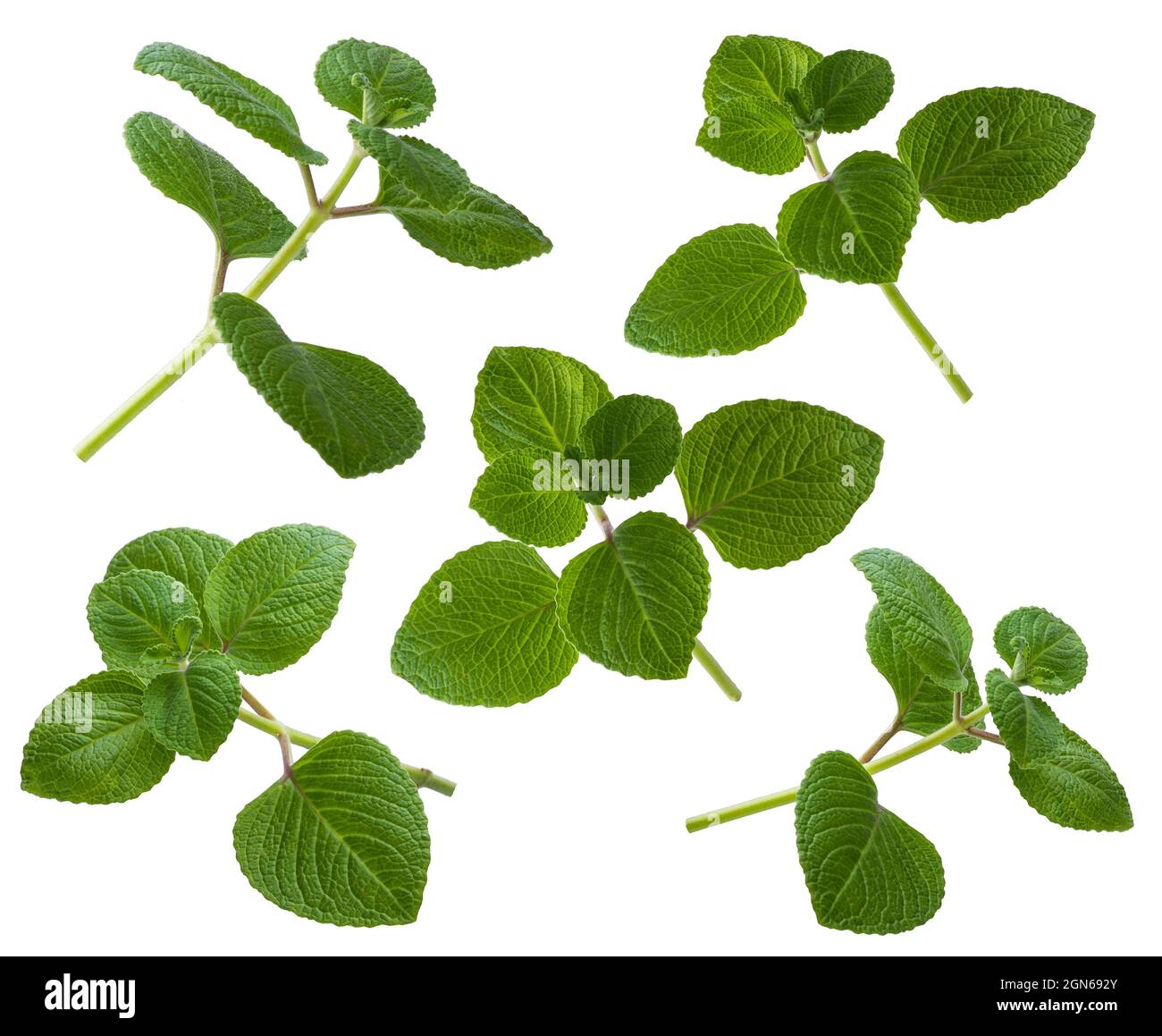 set of oregano plant, also known as origanum or wild marjoram, most widely used aromatic herbal mint family plant isolated on white background Stock Photo