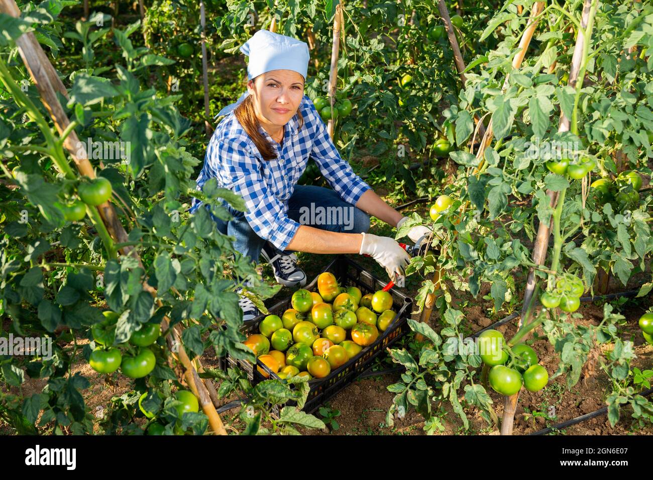 Underripe tomatoes hi-res stock photography and images - Alamy