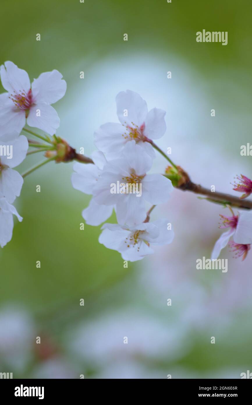 White Japan Cherry Blossoms in Spring season Stock Photo - Alamy