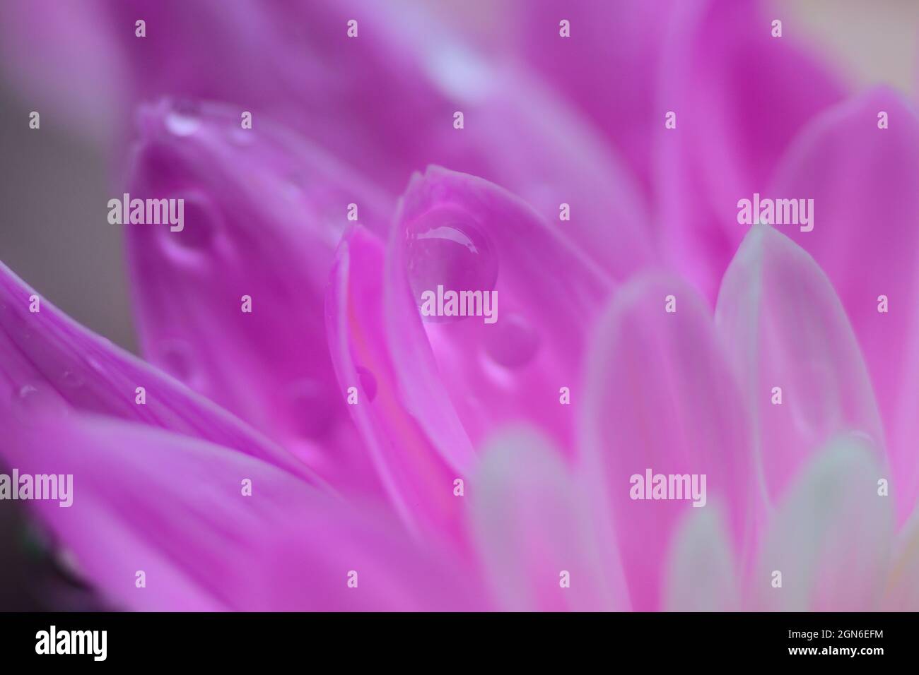 Macro texture of vibrant pink Dahlia flower with water droplet Stock Photo