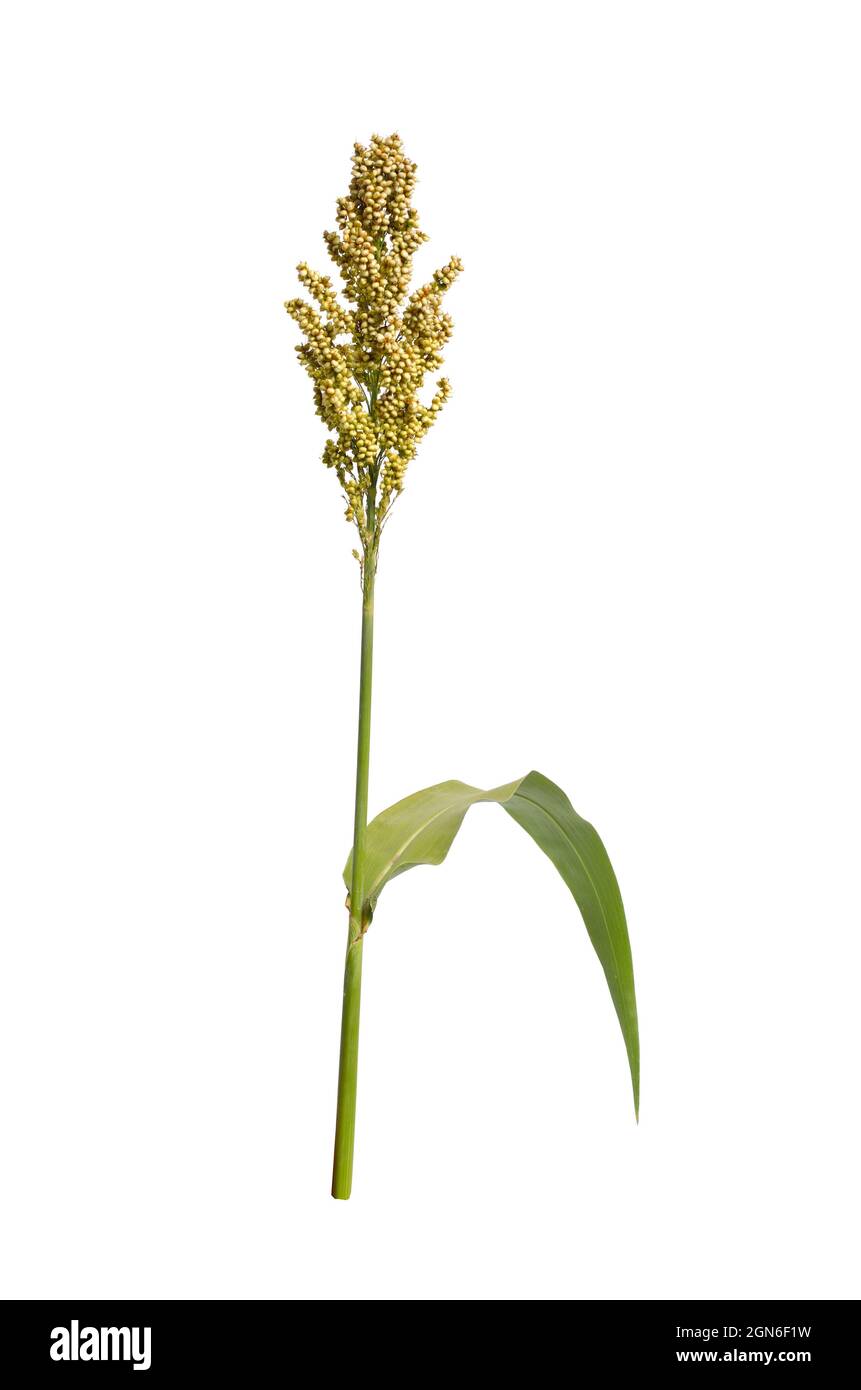 bicolor, commonly called and also known as great millet, durra, jowari, jowar or