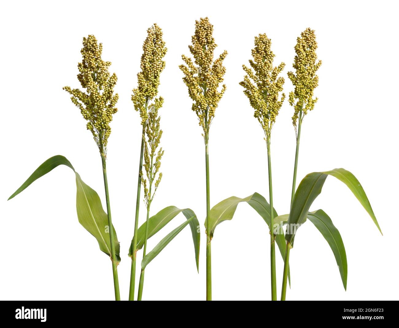 Sorghum bicolor, commonly called sorghum and also known as great millet, durra, jowari, jowar or milo. Isolated. Stock Photo