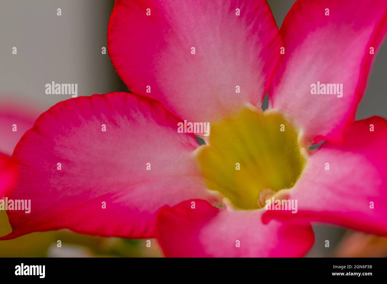 Close-up of adenium flowers with a purplish red dominant color, the pistil and its surroundings are yellow Stock Photo