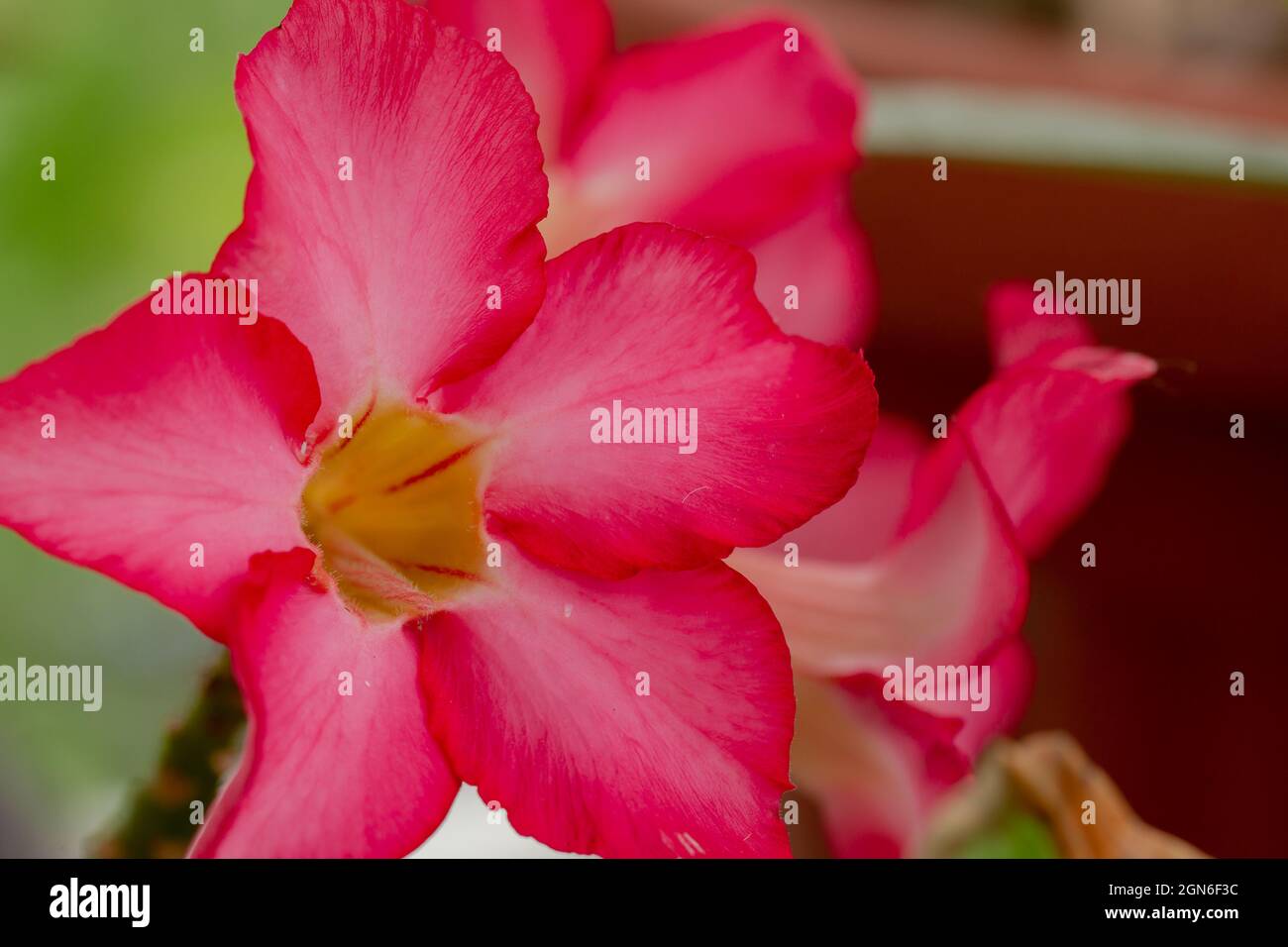 A sprig of adenium flower with a purplish red dominant color, 5 petals Stock Photo