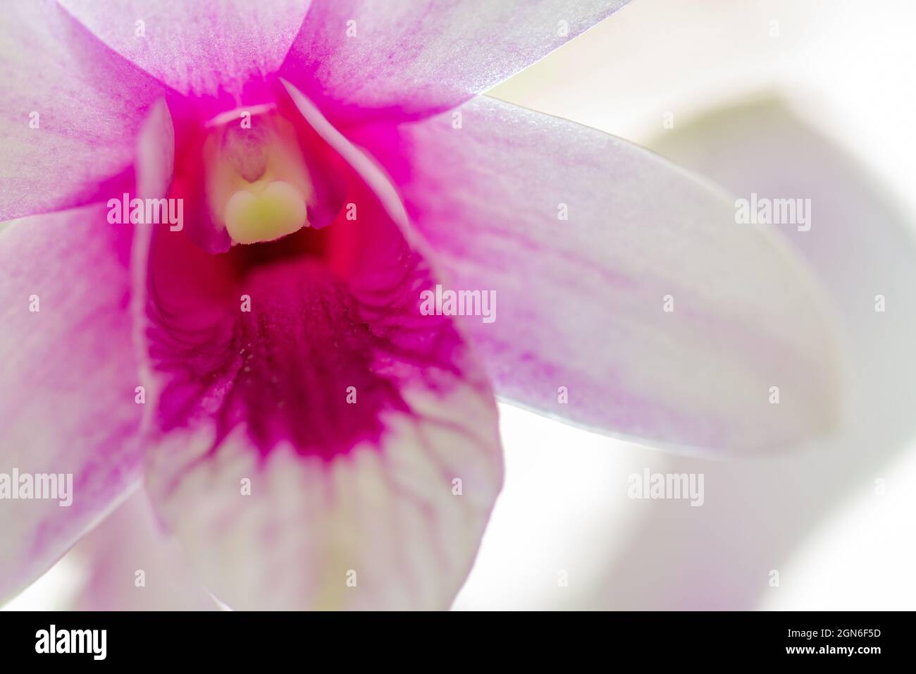 Dendrobium nobile orchid flower on a light background Stock Photo