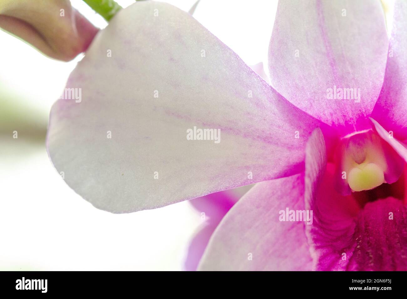 Close Up Dendrobium nobile orchid with purple and white flowers Stock Photo