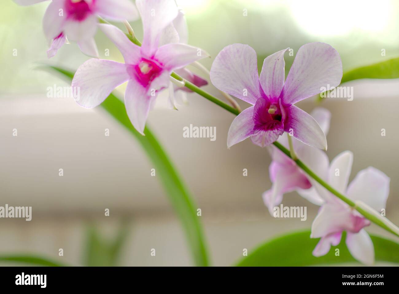 A sprig of Dendrobium orchid has a nobile type with purple and white flowers Stock Photo