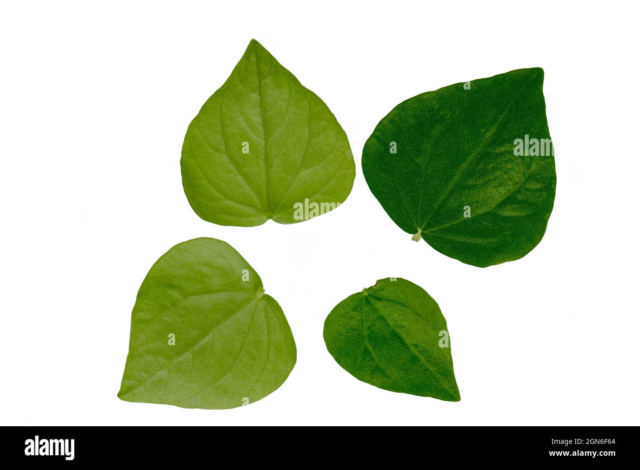 Leaves of the medicinal plant Peperomia pellucida, seen from above and below Stock Photo