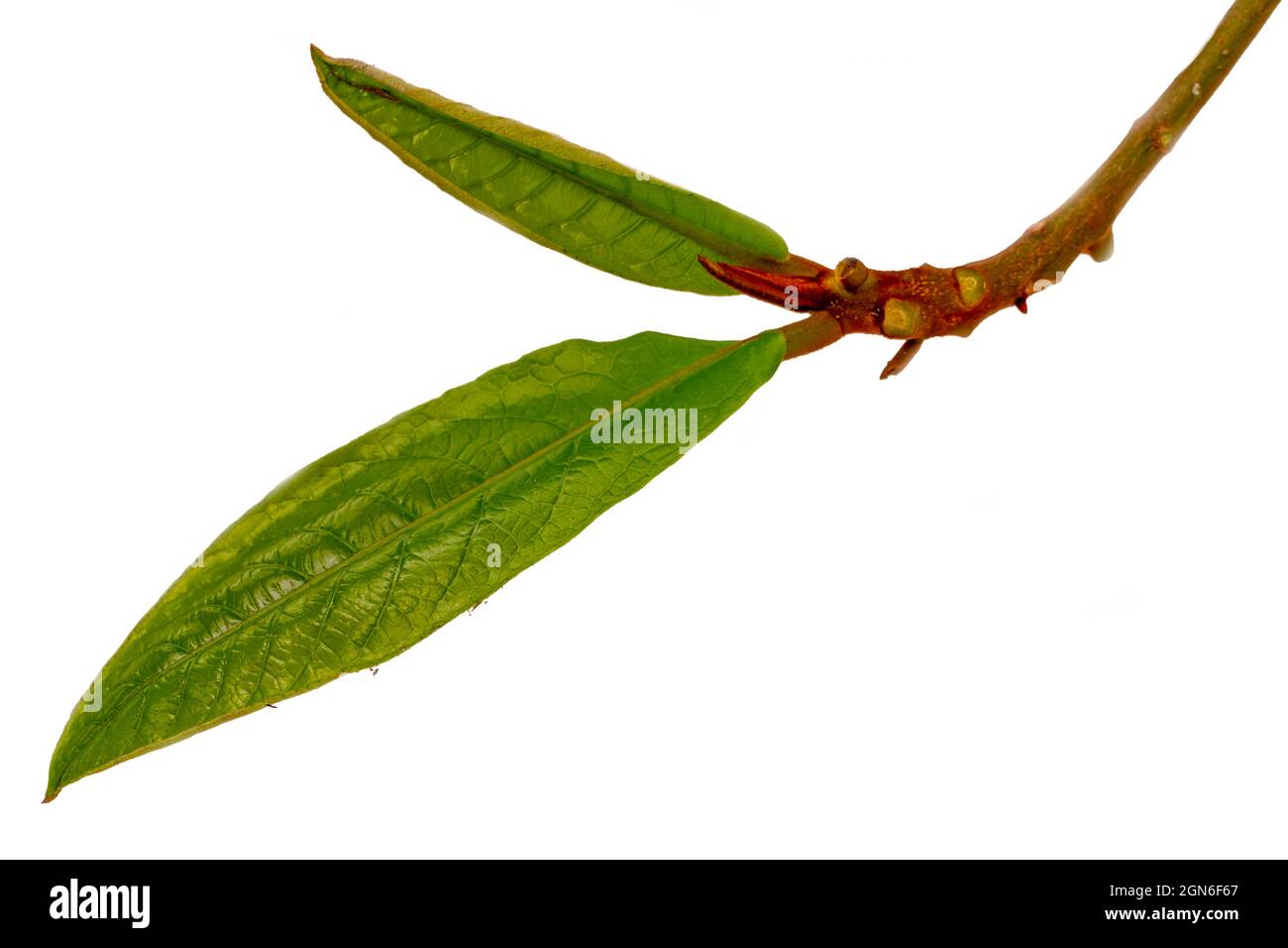 Ketapang twig shoots with young green leaves and brown buds Stock Photo