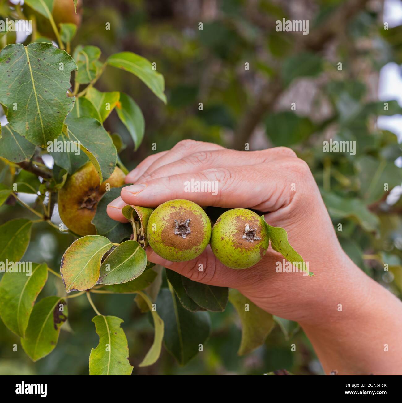 The tree of knowledge fruit hires stock photography and images Alamy