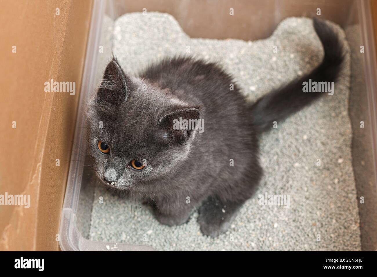 Kitten cat in toilet tray hires stock photography and images Alamy