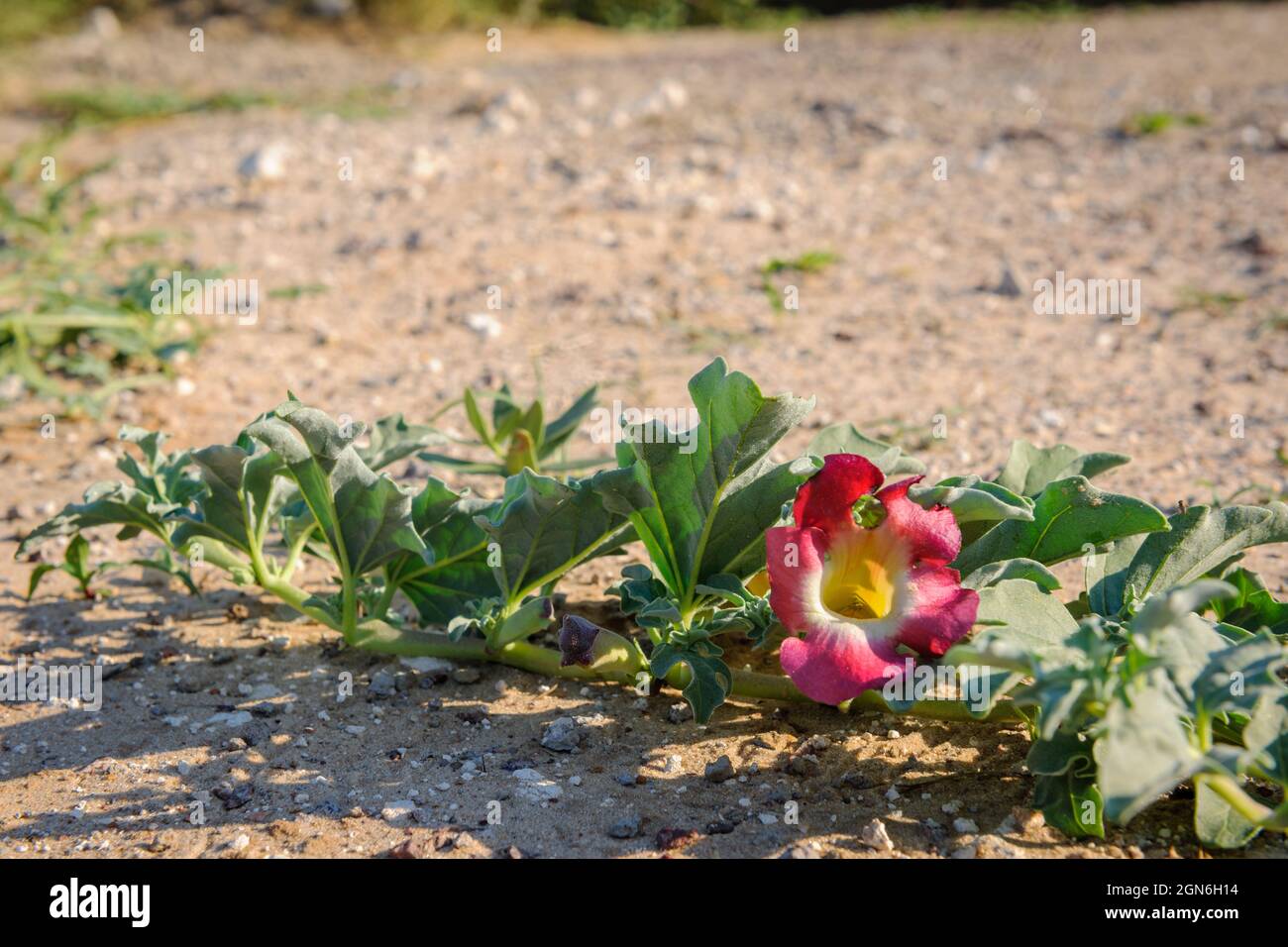 Devil’s Claw or grapple plant (Harpagophytum procumbens) medicinal plant and flower. Kalahari Desert. Botswana Stock Photo