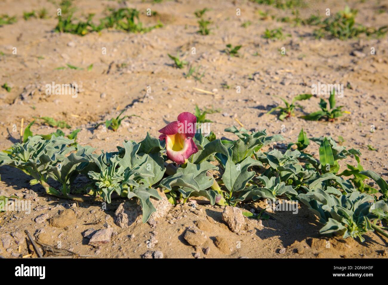 Devil’s Claw or grapple plant (Harpagophytum procumbens) medicinal plant and flower. Kalahari Desert. Botswana Stock Photo