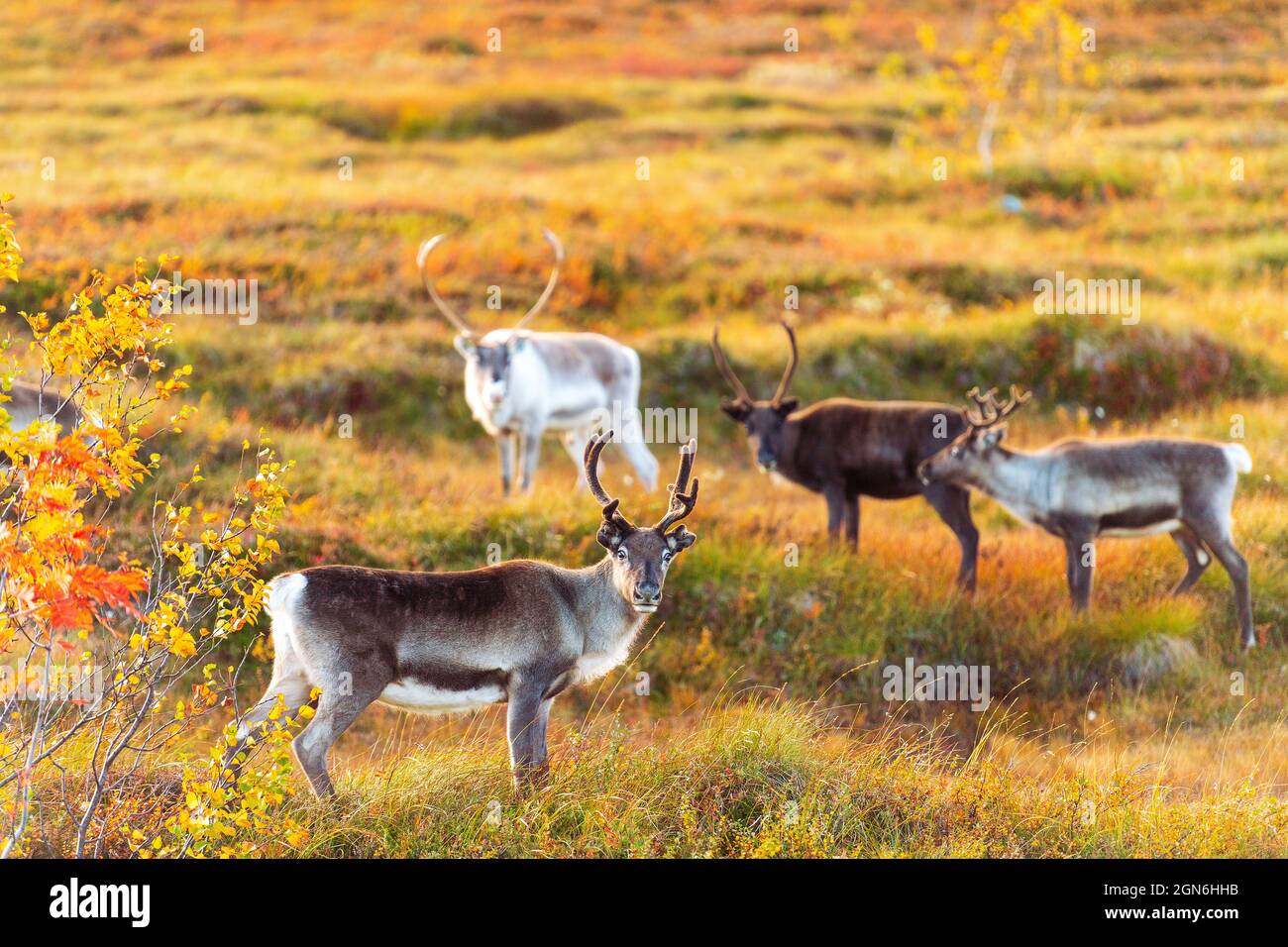 Rentier rangifer hires stock photography and images Alamy