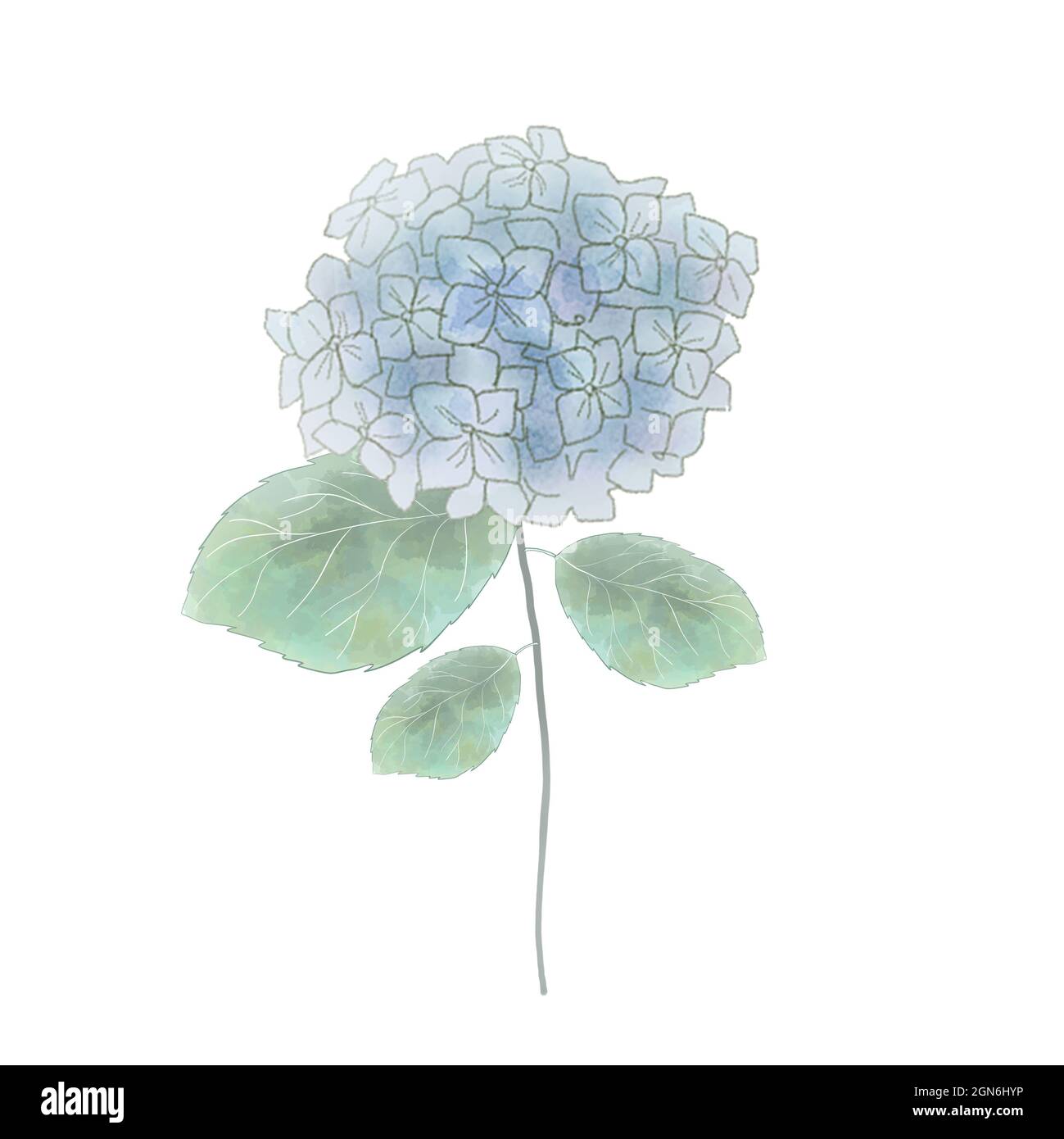 Watercolor blue hydrangea. On white background Stock Photo - Alamy