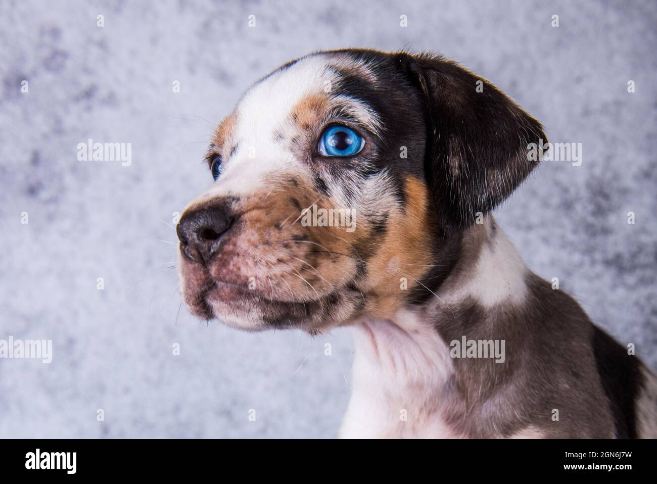 Louisiana Catahoula Leopard Dog puppy close up portrait Stock Photo - Alamy