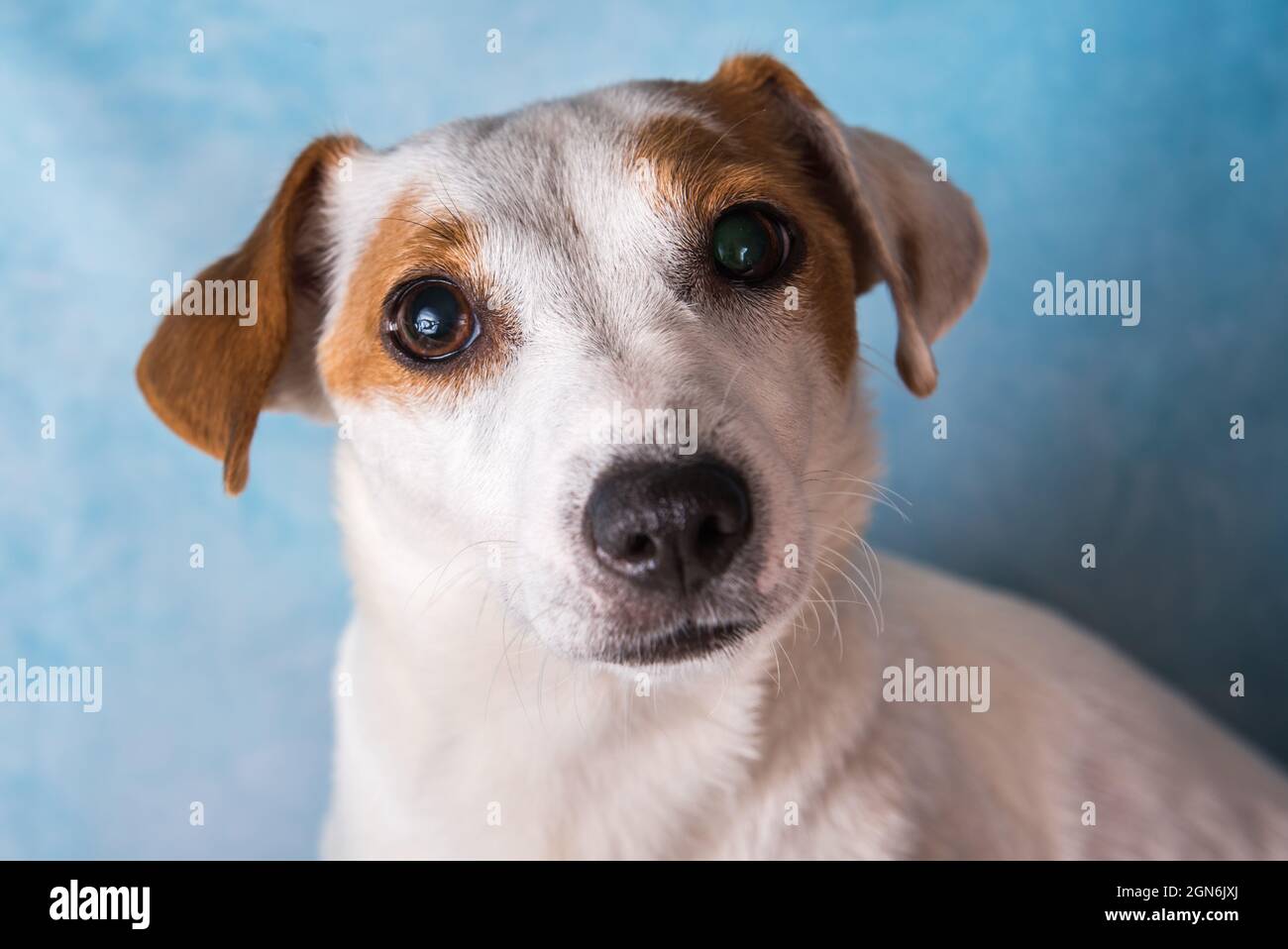Jack russell terrier female close up portrait Stock Photo Alamy